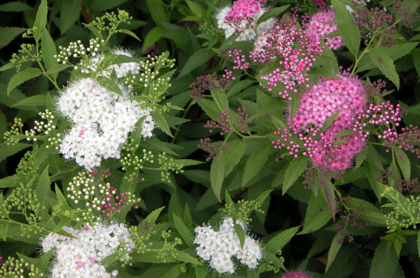  Спирея Широбана (Spiraea japonica Genpei Shirobana)
