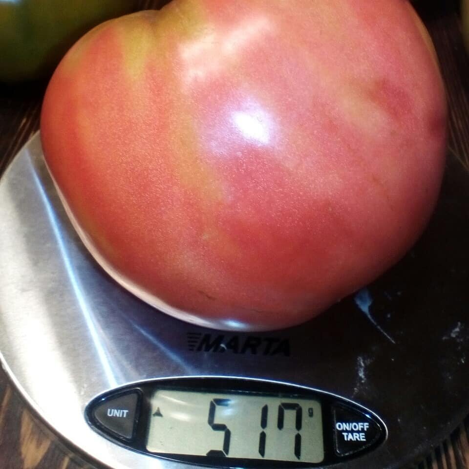  Хотя "Бычье сердце розовое"достаточно поздний сорт, он - мой любимчик