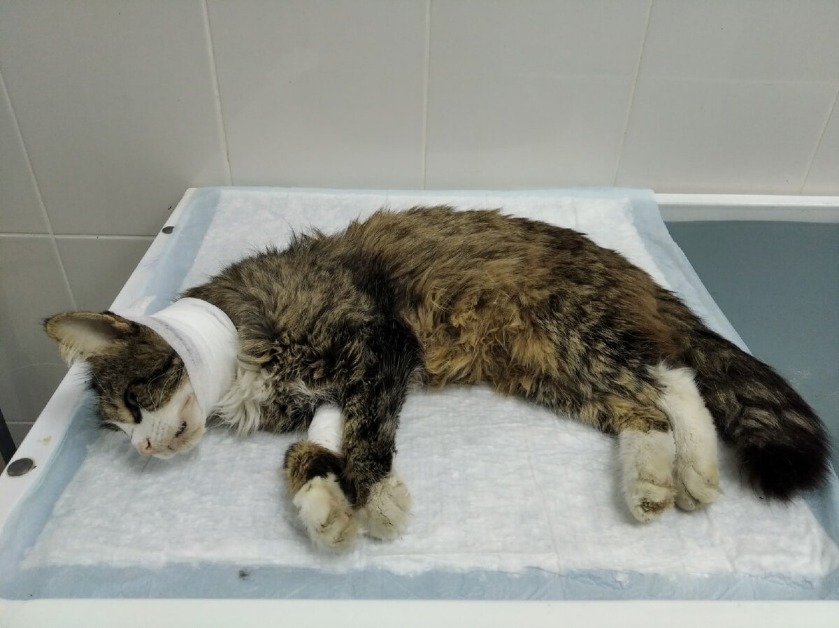 Васька в ветклинике.