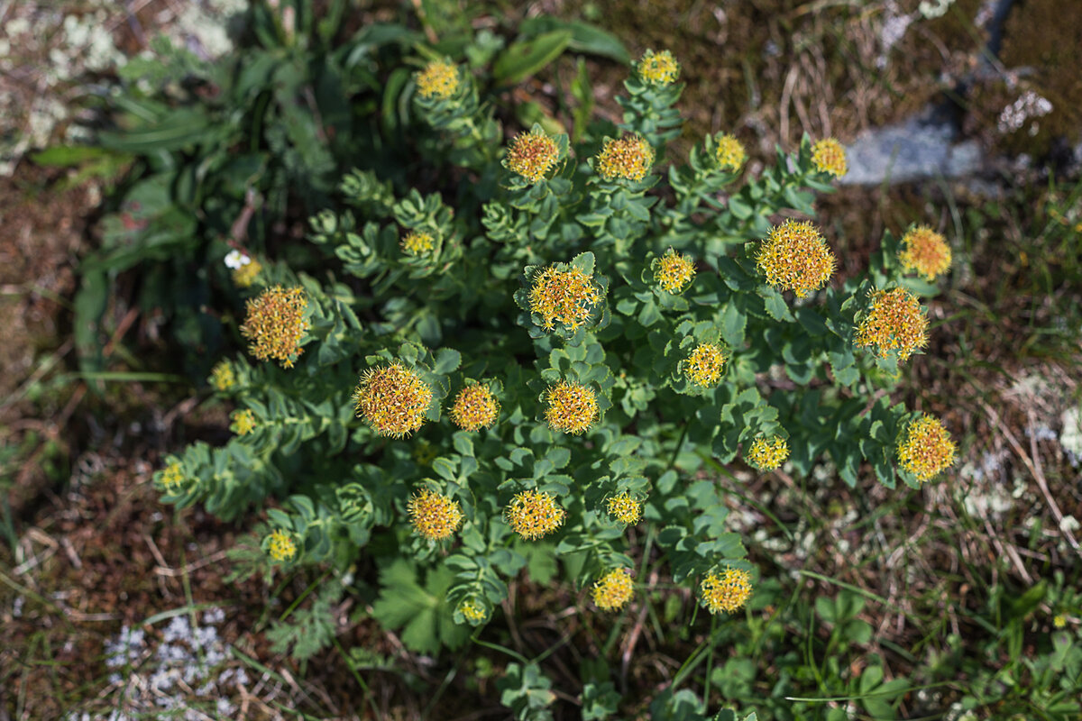 Со временем желтые соцветия приобретут красноватый оттенок