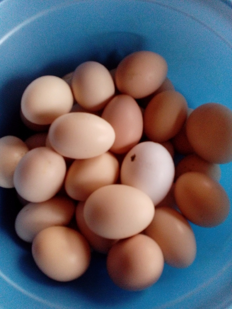 Наши золотые яйца