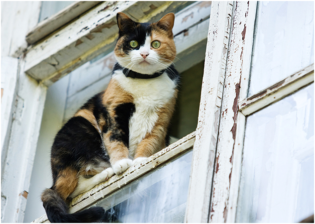 Кошка, сидящая у открытого окна на верхних этажах, подвергает себя риску выпасть из него. Anne Utekhina/ thinkstock.com
