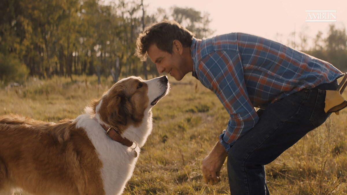 Собачья жизнь 2019, фэнтези, драма