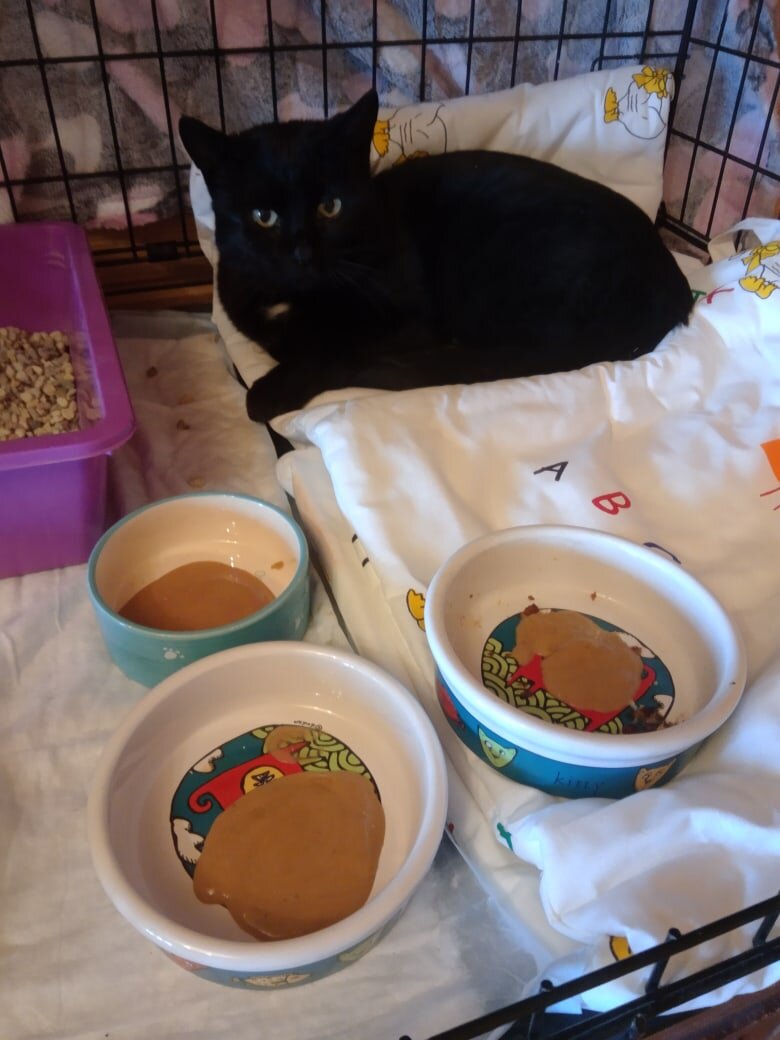 В каждой мисочке отдельное лекарства