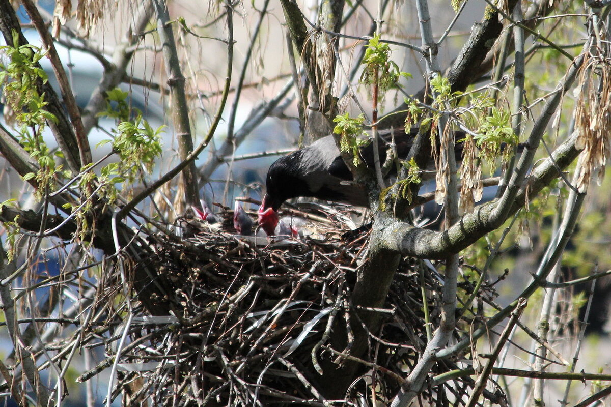 Я не могу нормально сфотографировать "наше" гнездо, поэтому фото с похожим ракурсом я Яндекс.Картинок.