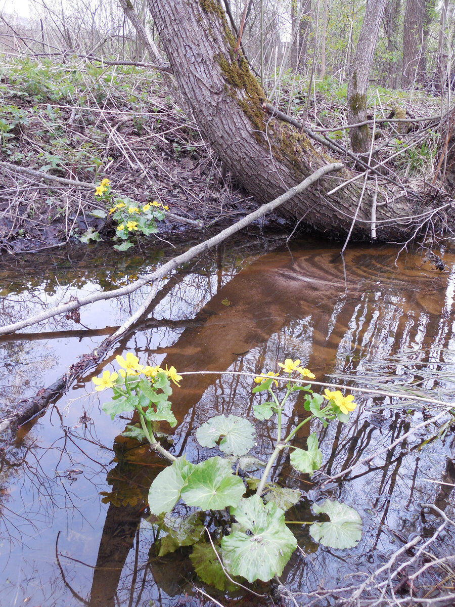 Калужница растёт и в воде, и на берегу