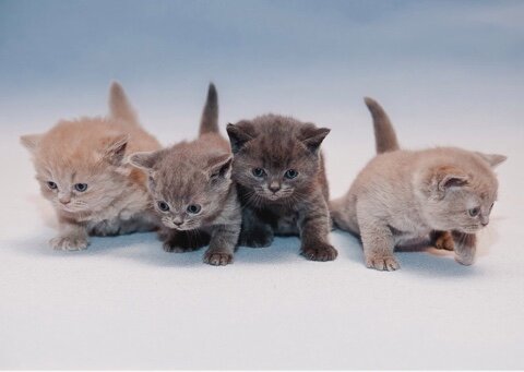 маленькие британские котята из питомника House Arletta British