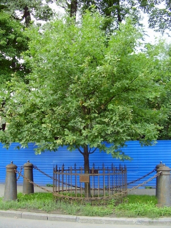 "петровский дубок"  был  посажен в 2003 г.
