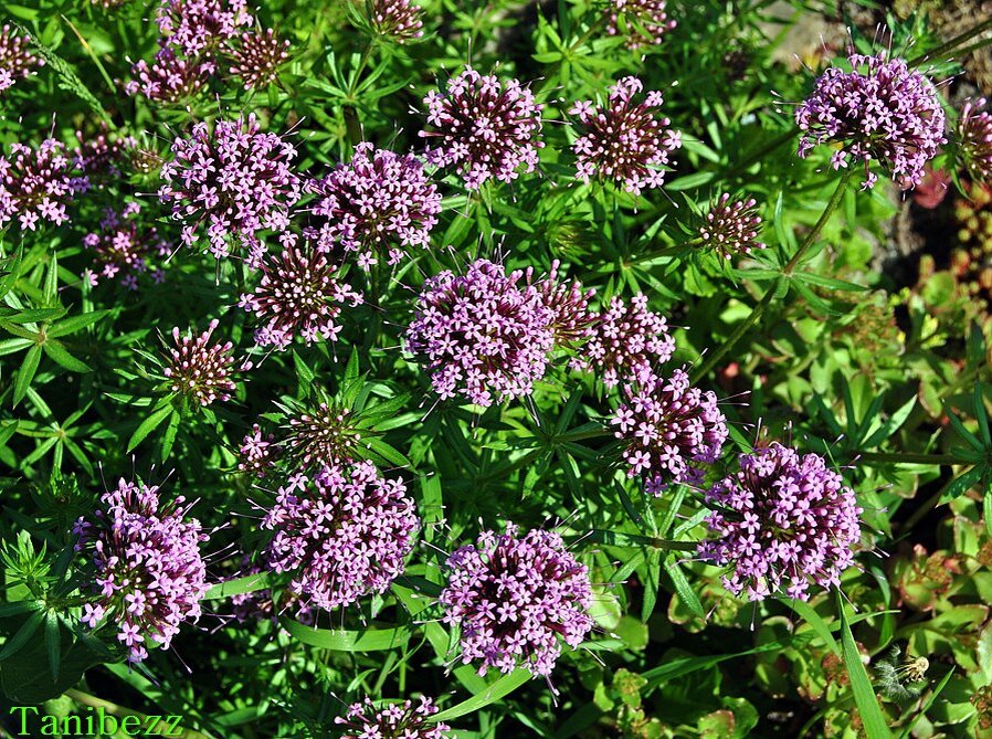 Фуопсис длинностолбиковый. Фуопсис (крестовница). Фуопсис длинностолбиковый. Фуопсис многолетник. Стеллера карликовая.