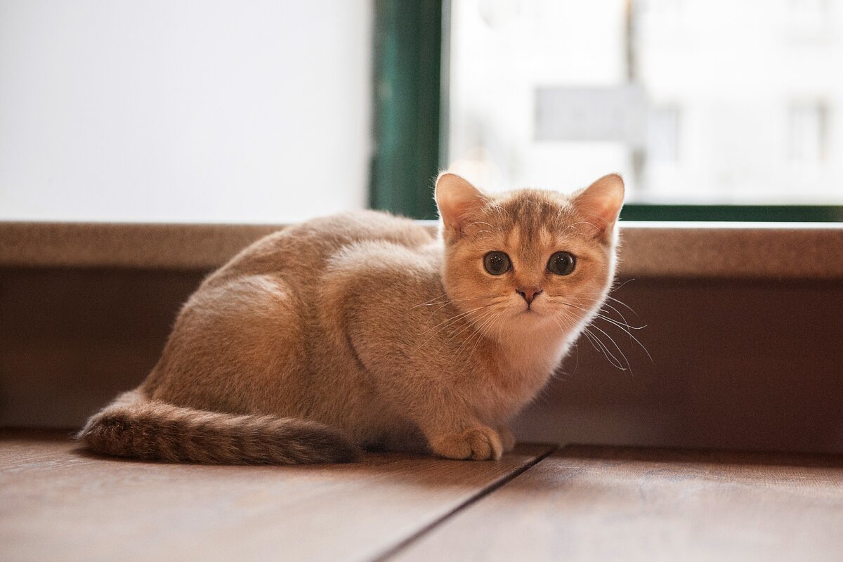 Есть такая замечательная эмоция - страх. Знакома я с ней с детства и всегда я её искренне не любила.🙄
Боялась практически всего: собак, змей, зайти в комнату страха на атракционах, обидеть маму, оказаться симулянткой, высоты, крыс, идти домой с двойкой, страшных историй, военных фильмов, умереть, темноту и т.д. и т.п.🙈

Моя начальная школа пришлась на ещё живую пионерию, я читала много рассказов про детей-героев, которые ничего не боялись. Читала и понимала, прям совсем не про меня... 🤦‍♀
И так от этого становилось обидно, что маскировалась как могла!
Бегала с одноклассниками по крышам высотных домов, слушала, стиснув зубы, страшные истории, гладила собак, смотрела с бабушкой фильмы, зажмуриваясь в самых страшных моментах.😅

Дальше - больше. Я выросла, у меня появились дети. Ко всем моим страхам прибавился страх за них. Иногда огромный и жуткий, иногда классический ежедневный, или ещё страх сделать для них или с ними что-то не так.🙃

А потом у моей жизни случилась одна история.
Я ночевала с двумя мелкими детьми (Витяю пара месяцев, Никите 2 года) в большой четырёхкомнатной квартире, в центре города. В квартире были высокие потолки, прекрасный вид, действующий камин и КРЫСЫ.😳
Крысы вальяжные, неторопливые и совершенно не реагировавшие на мой визг и кидание тапками. Было СТРАШНО. Очень.
Спать я предполагала в самой дальней от кухни комнате и, заперев дверь. Когда дети уже уснули, а я лежала и боялась, я чётко услышала звук из-под батареи. Не знаю у кого как, а у меня страх проявляется резким скручиванием живота и холодным потом по спине. Так себе ощущения.😏
Вскочила, взяла настольную лампу, поставила рядом с батареей, направила весь поток света на место, откуда могла выскочить животина. Пошла спать дальше.
Определённо, мне со светом было гораздо менее страшно. С чего я решила, что крысе будет так страшнее, не понятно. 😂
Спасть хотелось безумно. Первые месяцы после рождения второго ребёнка способствуют повышению ценности сна в жизни женщины.
Видимо, я ненадолго отключилась, потому, что когда я резко открыла глаза, увидела крысу, сидящую в жёлтом круг света лампы. Она внимательно смотрела на меня и не двигалась. Я онемела и одеревенела. Т.е. привычная стратегия завизжать и кинуть тапок стала мне недоступна. Время шло, а мы продолжали смотреть друг на друга.
Наверное у меня наступил какой-то предел. Дальше бояться было уже некуда, поэтому я закрыла глаза и расслабилась.
Я начала прокручивать в голове, что самого плохого может с нами сегодня ночью случиться и что я буду с этим делать. Первая мысль была парадоксальной: "Всех троих, незаметно нас насмерть не загрызут." Это была хорошая мысль. Она радовала. Дальше я продумала, что будет если кого-то из нас просто укусят, как мы будем делать прививки от бешенства и где ближайшая травма. Потом я незаметно заснула.😊

После этой истории в жизни что-то изменилось. Теперь, когда я встречалась со страхом я автоматически начинала думать, что самого плохого может произойти и как я буду в этом случае поступать. И страх становился просто досадным неудобством, с которым можно работать.😎

На данный момент я могу сказать, что отношусь к страху совсем иначе. Как-то добрее что ли. Я понимаю зачем он мне и понимаю, что с ним делать. Научилась работать не только со своими страхами, но и с чужими. Я знаю из чего состоит страх и как он работает. Я как-будто завела себе личную кошку для борьбы со всеми крысо-страхами в мозгу! ☺
Отличное это дело. Всем рекомендую! 😉