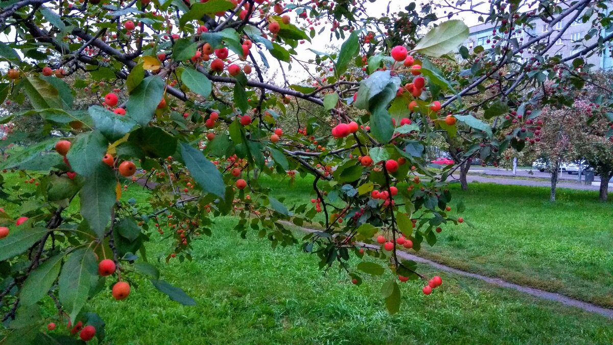 Сибирские ранетки, растут для красоты