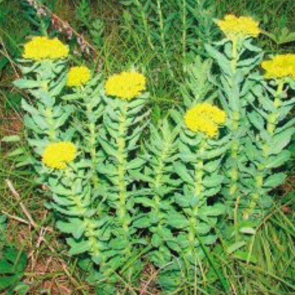 Родиола розовая