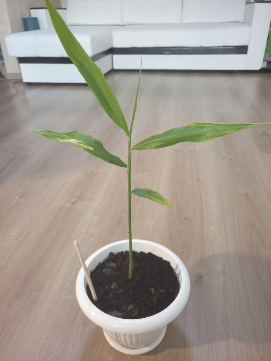 Возраст около 2 месяцев ,имбирь.