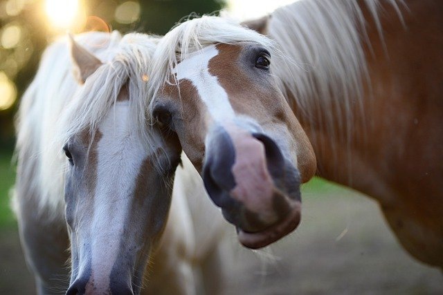 Источник фото: pixabay.com 