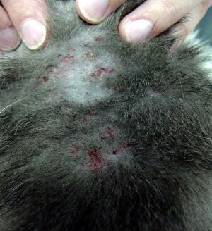 Другой важный признак, который следует принять к сведению, это запах животного. Кошка с перхотью обладает специфическим запахом, перепутать который довольно сложно. Любой владелец животного, который общается со своим домашним любимцем постоянно и ухаживает за ним, способен уловить даже незначительные изменения в запахе своего питомца. На самом деле, этот запах обусловлен наслоением сопутствующей микрофлоры: бактерий и дрожжевых грибков. Резкий запах опрелости и плесени в подобной ситуации наиболее характерен. Его интенсивность зависит от тяжести процесса.