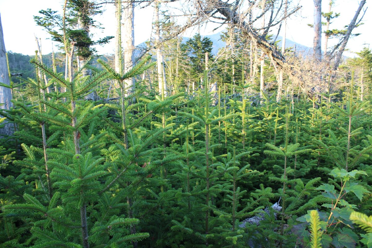 Заросли молодых пихт и елей