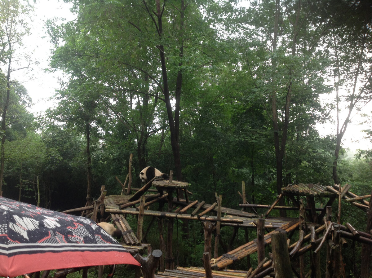 Центр панд. Фото из личного архива.