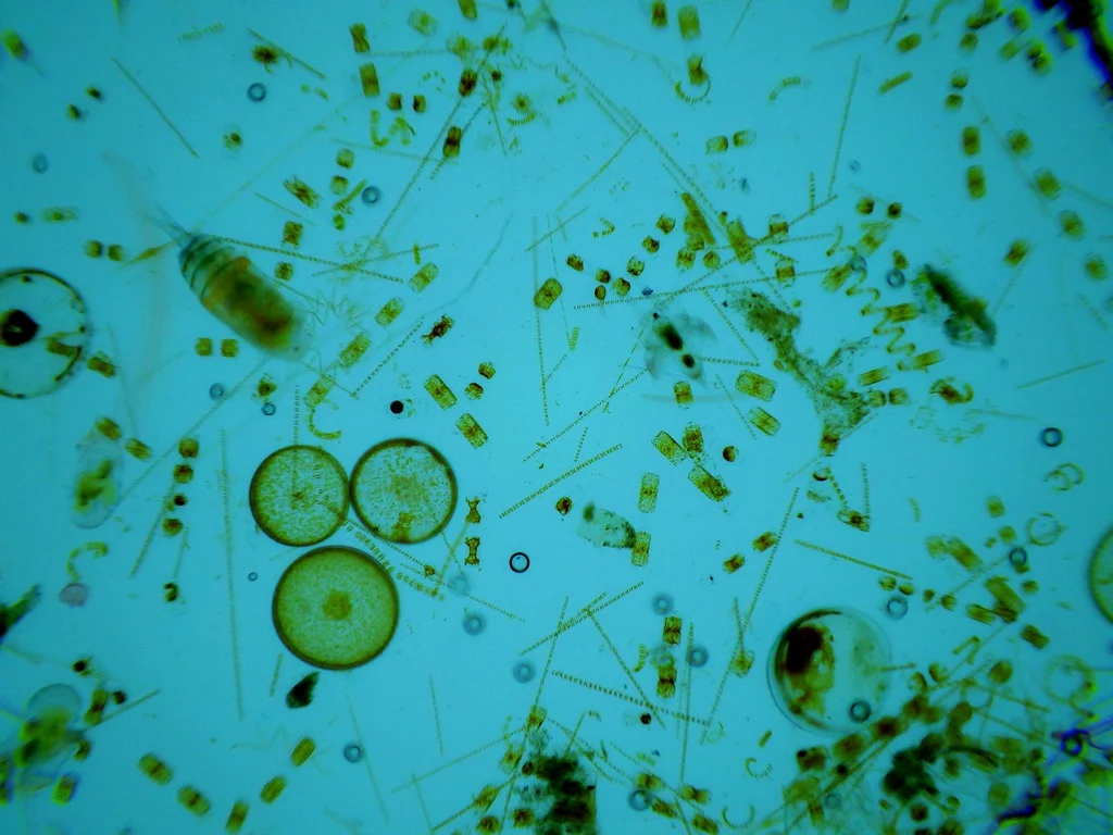 Морская вода бактерии. Фитопланктон диатомовые водоросли. Планктонные водоросли фитопланктон. Одноклеточные планктонные водоросли. Фитопланктоны биоиндикаторы.