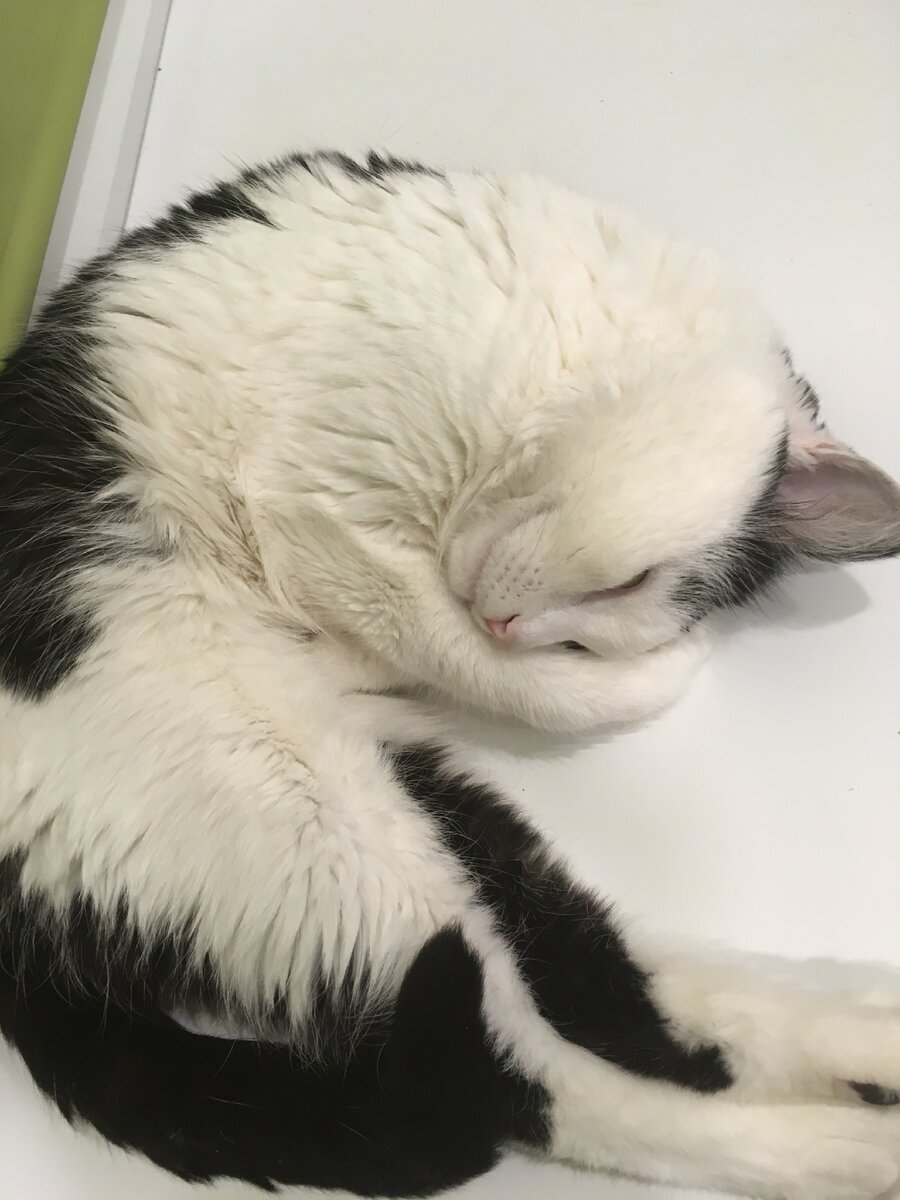 28.01.2021(вечер). Жоре не до испанского сегодня. Он лег спать.