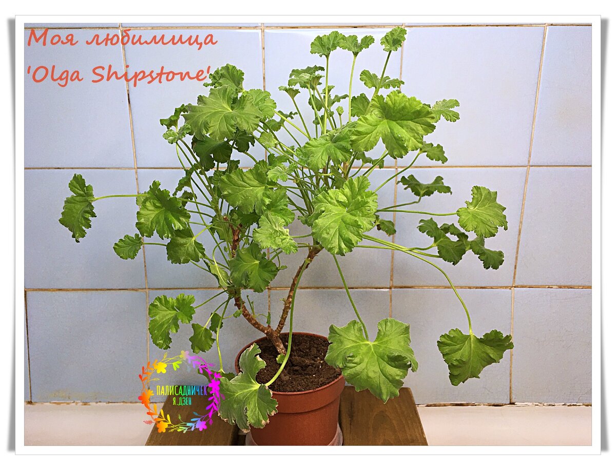 Даже опытные цветоводы теряют свои герани зимой. Одну-две-три, если коллекция большая, но теряют. 