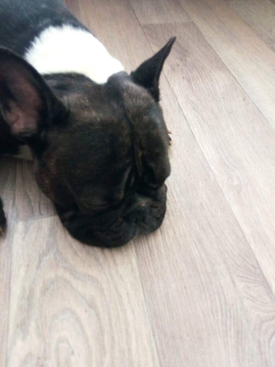 Опять папа все булькино мясо съел