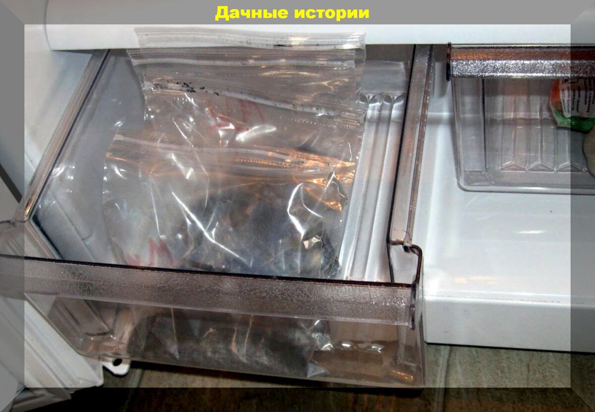 Что такое стратификация семян и как ее правильно делать. О ...