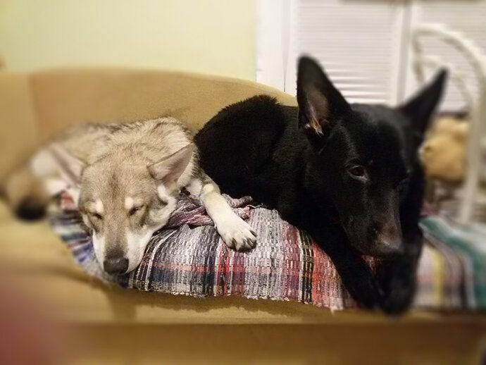 Овчарка и "волк"  во младенчестве © Фото автора, Дом Саарлоса