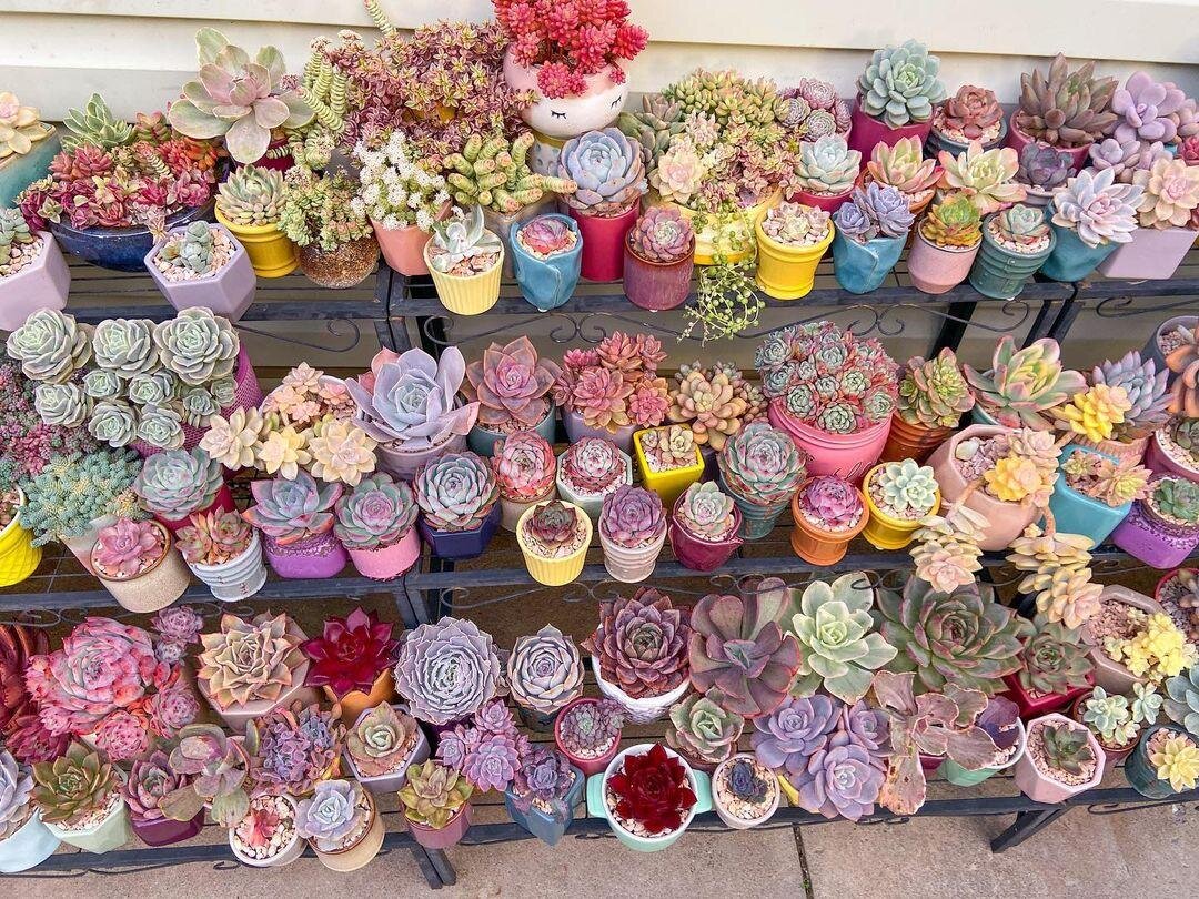 @kathssuccs