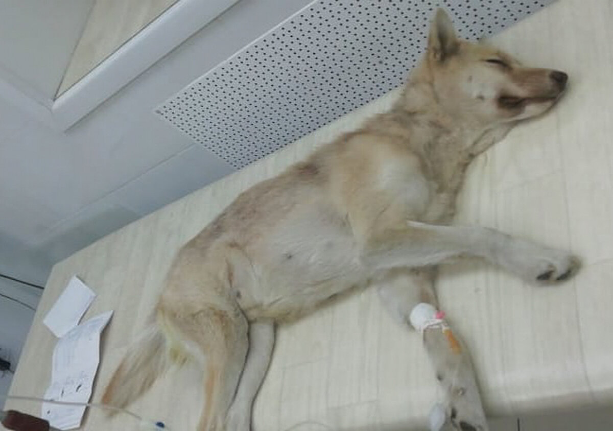 такой забрали Айру от прежних хозяев - сейчас у неё, слава Богу, всё хорошо 👌