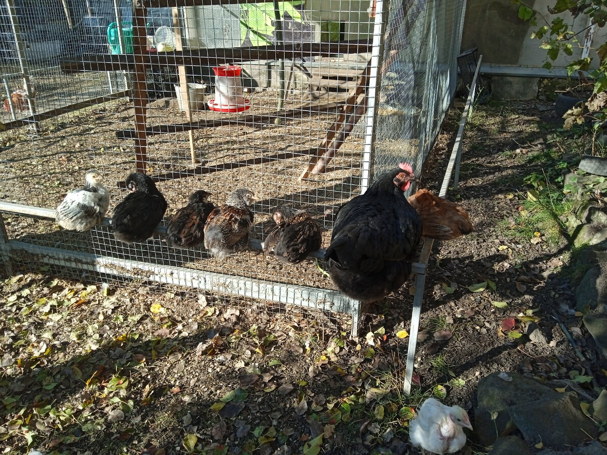 В ноябре 2021г было необычно тепло.  Поздние цыплята с наседкой.