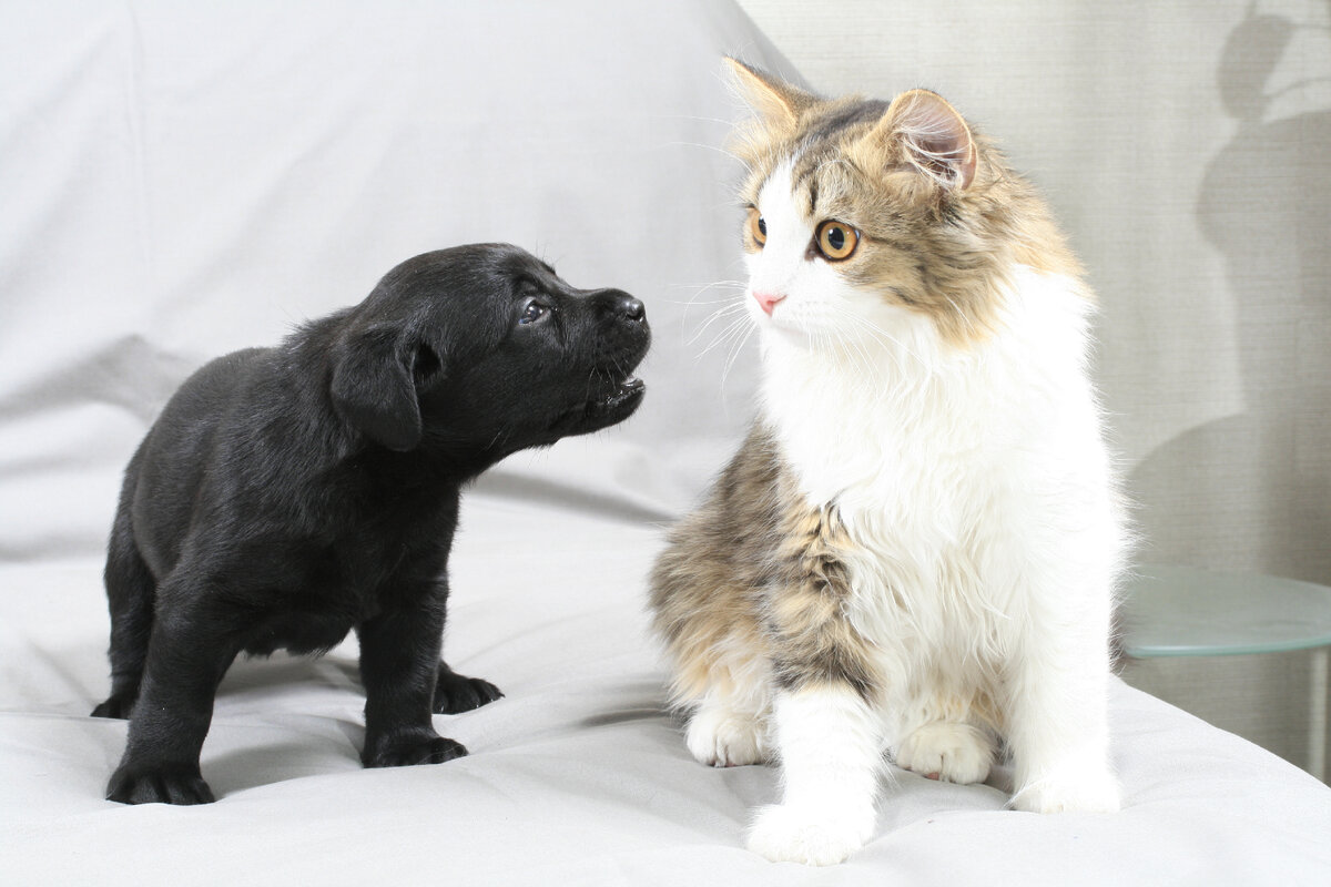 Щенок лабрадора знакомится с котом