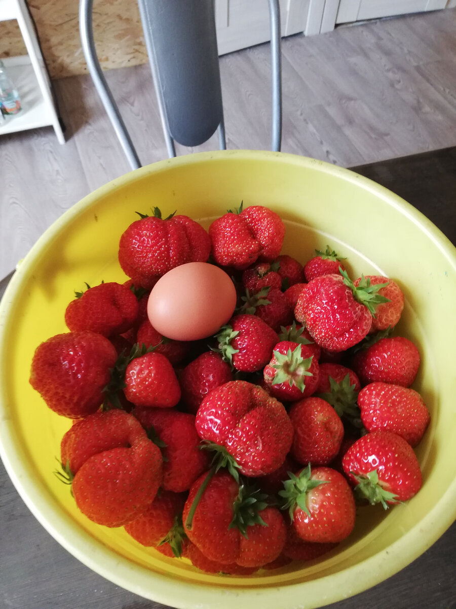 Наша садовая земляника в прошлый сезон. 