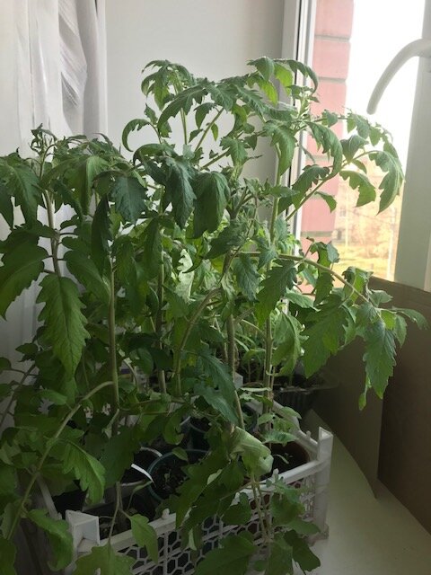 Рассада в ящиках для транспортировки на дачу