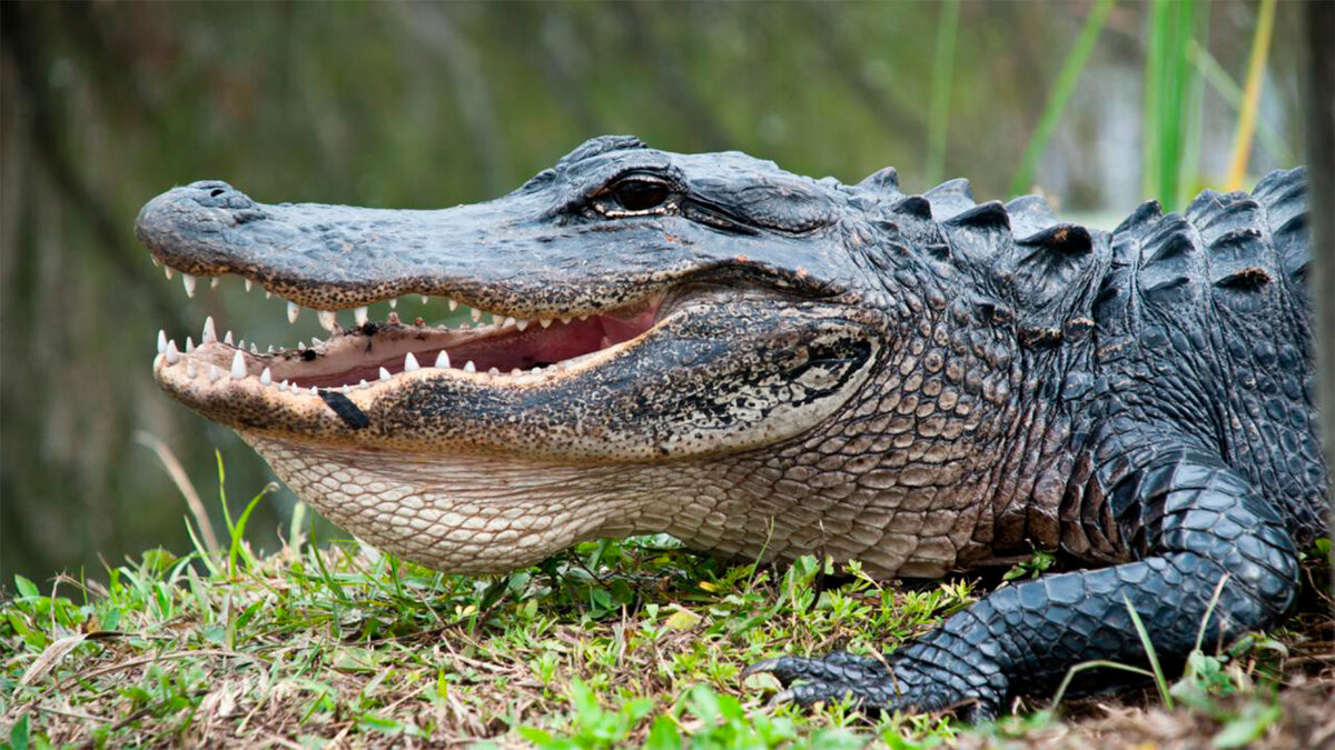 Американский Аллигатор