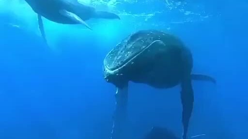 киты издают особые низкочастотные звуки