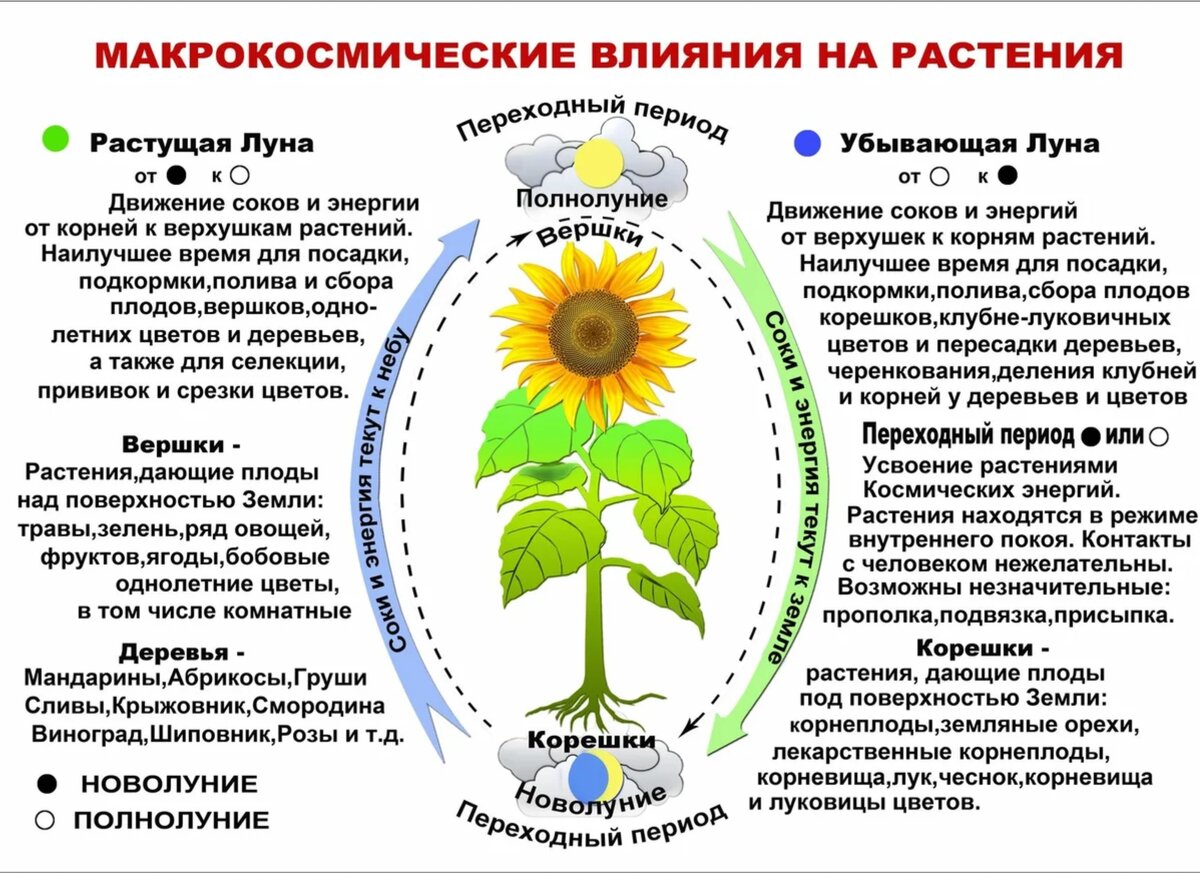 Лунные дни и еда. Растущая и убывающая луна. | Про здоровье | Дзен