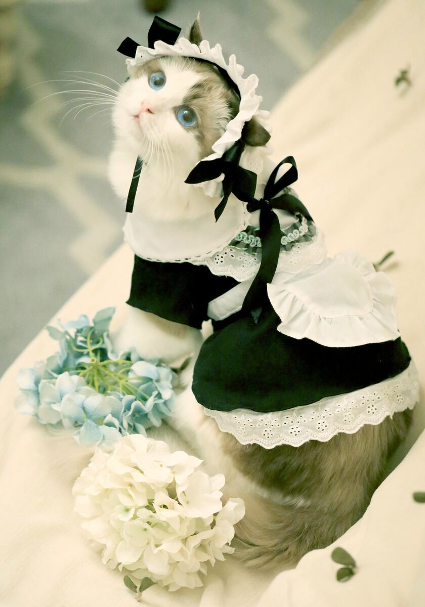 Котик в костюме