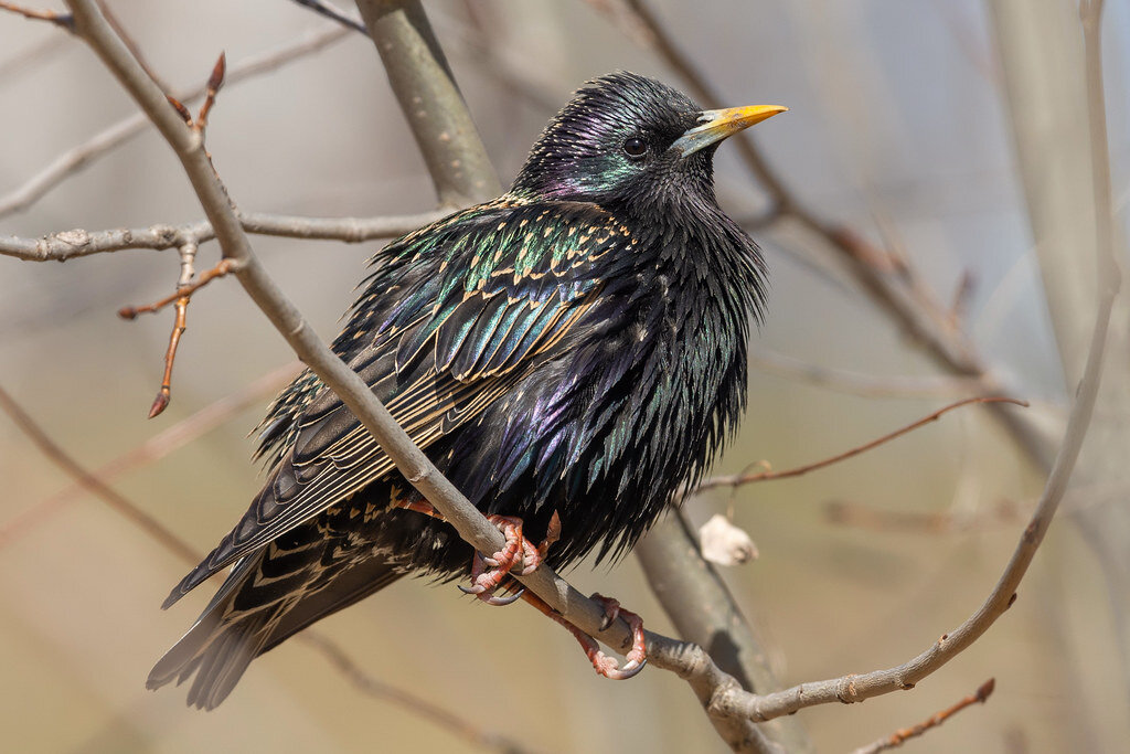 Sturnus vulgaris