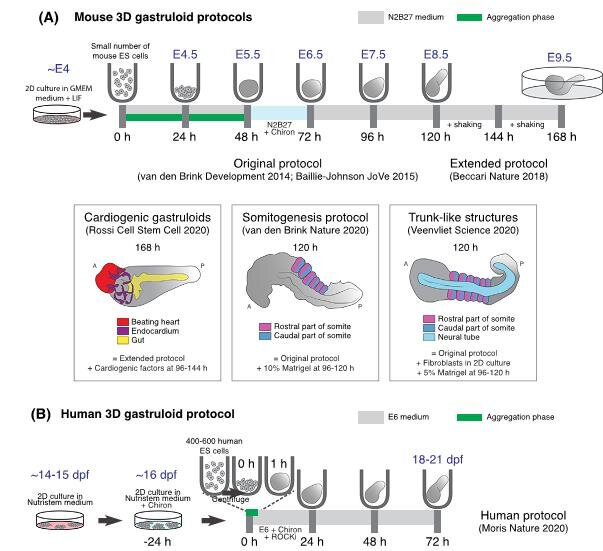 Рисунок. Протоколы для создания гаструлоидов мыши и человека.