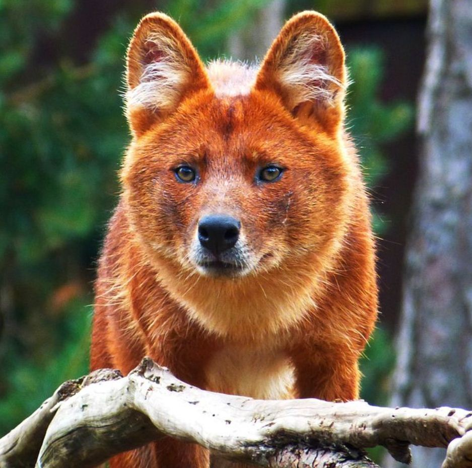 Моголлонский горный волк. Красный (горный) волк или cuon Alpinus. Тянь-Шанский красный волк. Красный волк Приморский край.