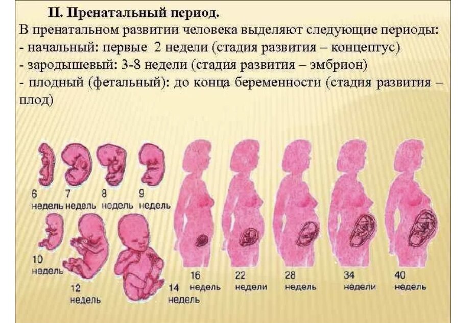 На какой неделе беременности появляется плод