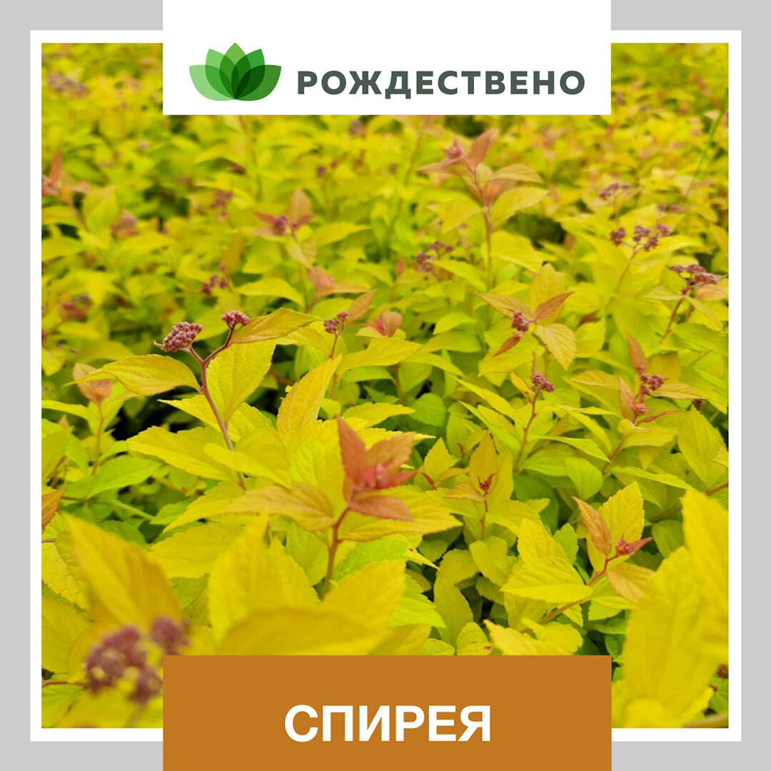 Фото Елизавета Васильева