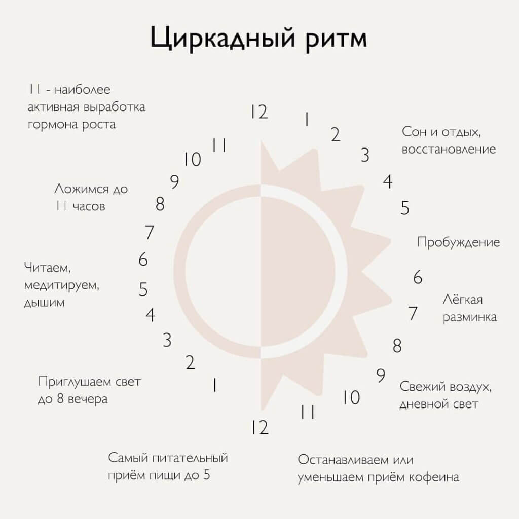 Схема циркадного ритма человека биологические часы и примерный суточный ритм органов