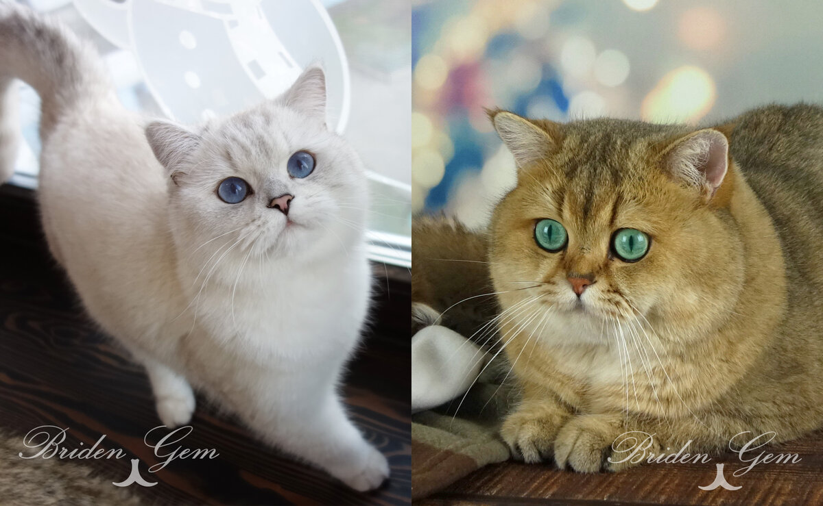 На фото представители нашего питомника. Слева окрас серебристая затушеванная шиншилла ns11. Справа золотой тикированный окрас ny25.