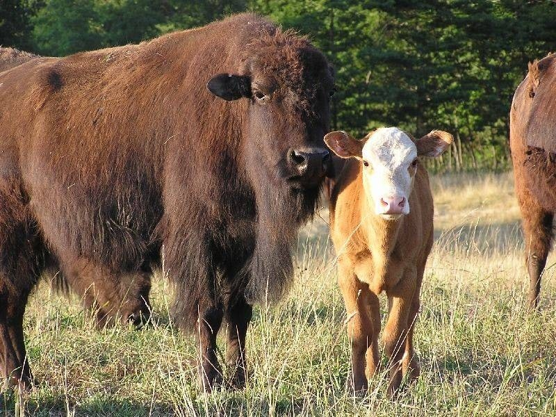 Рост, вес и внешние данные бифало могут очень сильно варьировать в зависимости от того, какие породы коров участвовали в разведении. Самых похожих на бизонов гибридов выпускали на волю, чтобы восстановить популяцию диких быков. 
