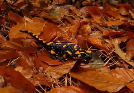 Современный динозаврик