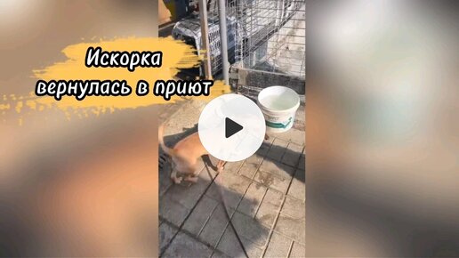 Искорка вернулась в приют