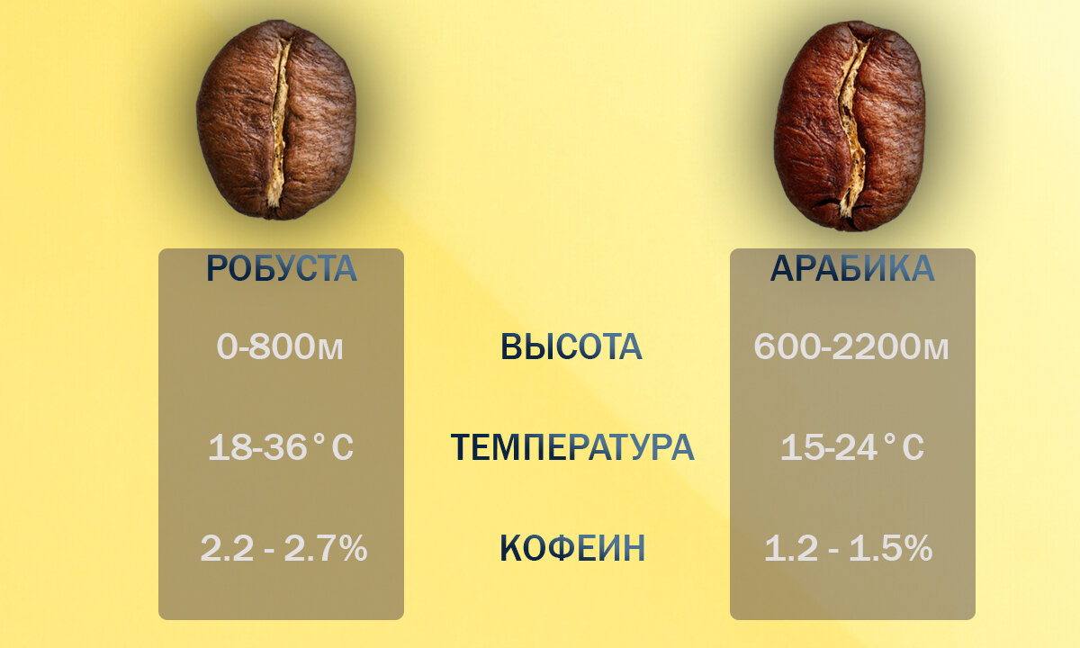 Таблица высоты, температуры и кофеина в Арабике и Робусте