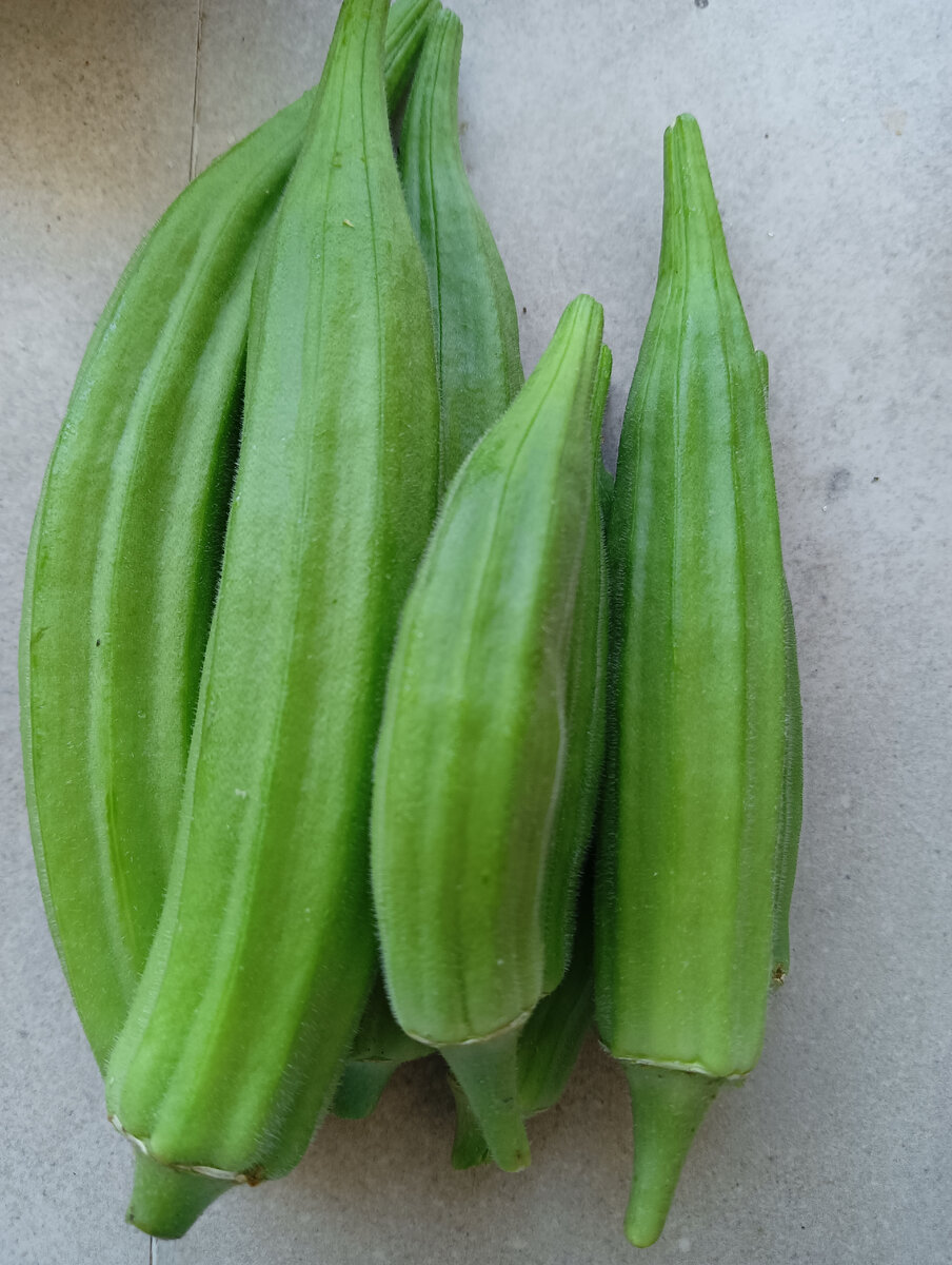 Особенности ухода за бамией