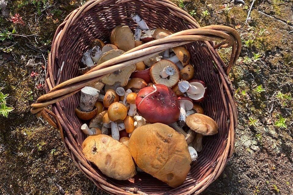     Нынешнее лето в Мурманской области урожайное на морошку и грибы, редкий северянин устоит перед соблазном тихой охоты. Фото: Андрей Чибис.